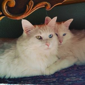 Meet your Posher, Robin